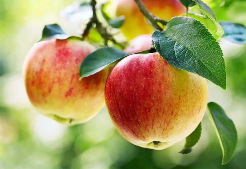 Ăn quả táo có nhiều lợi ích sức khỏe, giảm nguy cơ ốm đau và kéo dài tuổi thọ